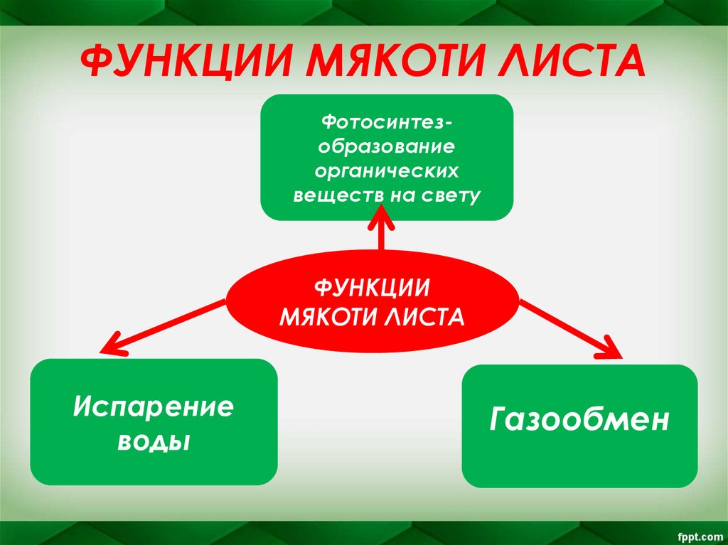 ФУНКЦИИ МЯКОТИ ЛИСТА