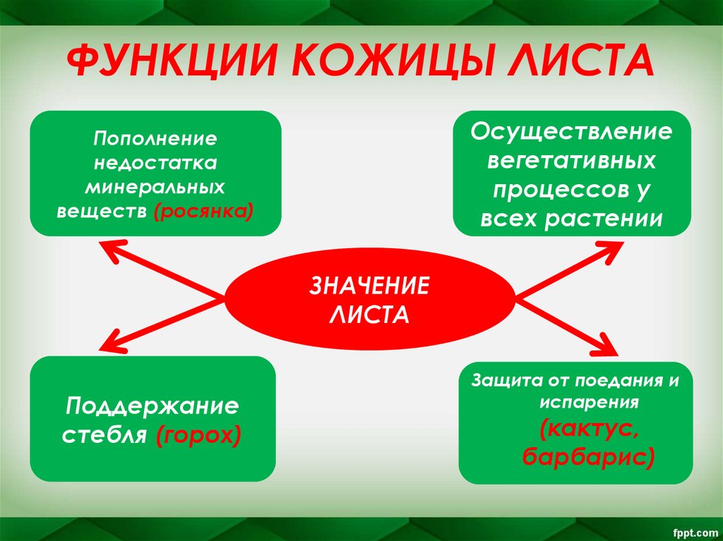 ФУНКЦИИ КОЖИЦЫ ЛИСТА