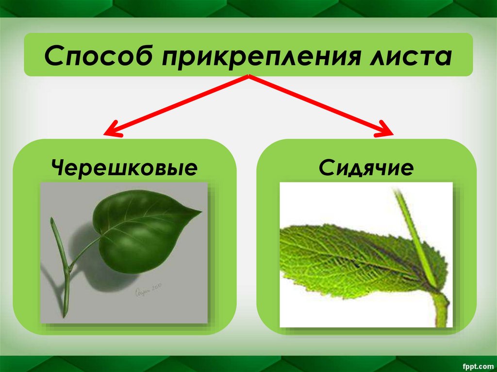 Способ прикрепления листа