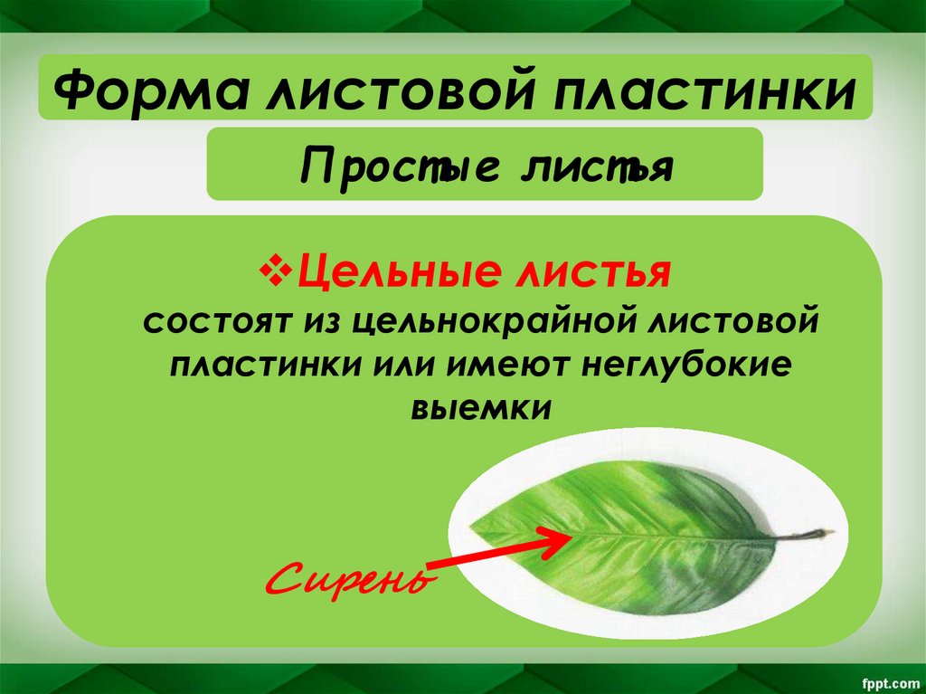 Простые листья