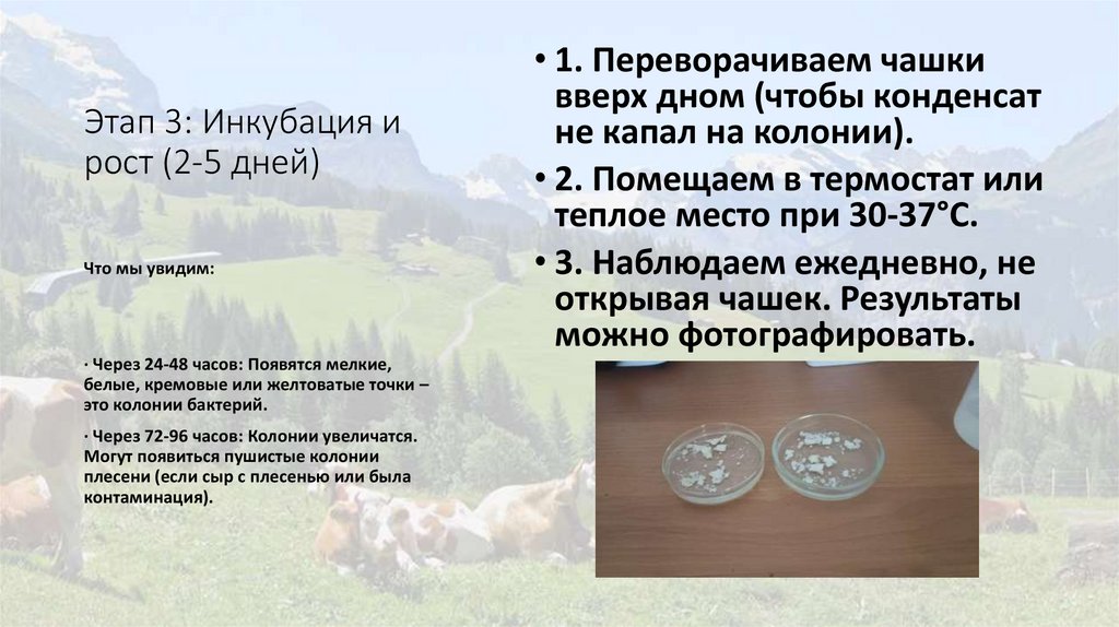 Этап 3: Инкубация и рост (2-5 дней)