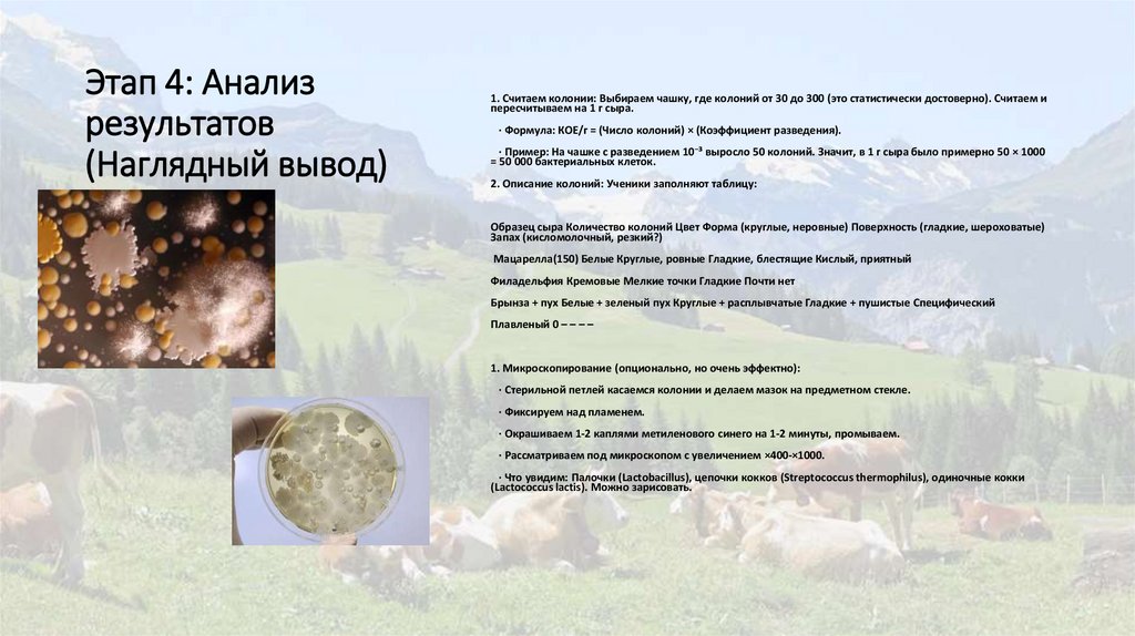 Этап 4: Анализ результатов (Наглядный вывод)