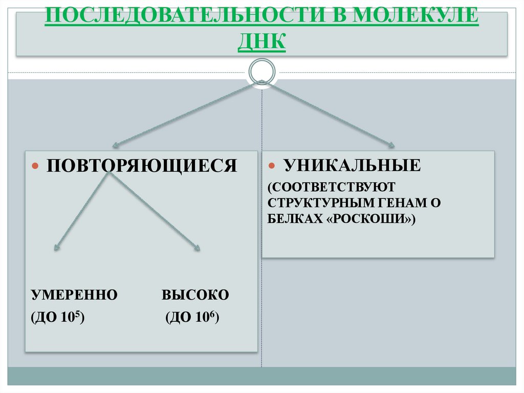 ПОСЛЕДОВАТЕЛЬНОСТИ В МОЛЕКУЛЕ ДНК