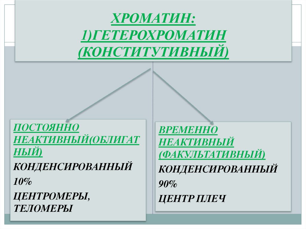 ХРОМАТИН: 1)ГЕТЕРОХРОМАТИН (КОНСТИТУТИВНЫЙ)