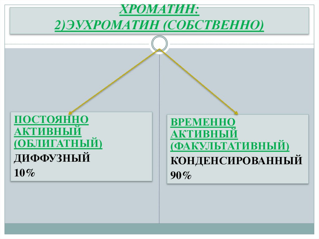 ХРОМАТИН: 2)ЭУХРОМАТИН (СОБСТВЕННО)