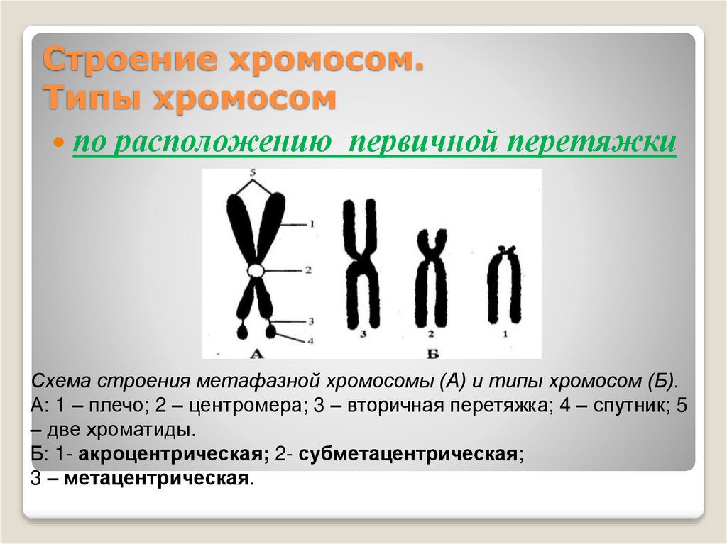 Строение хромосом. Типы хромосом