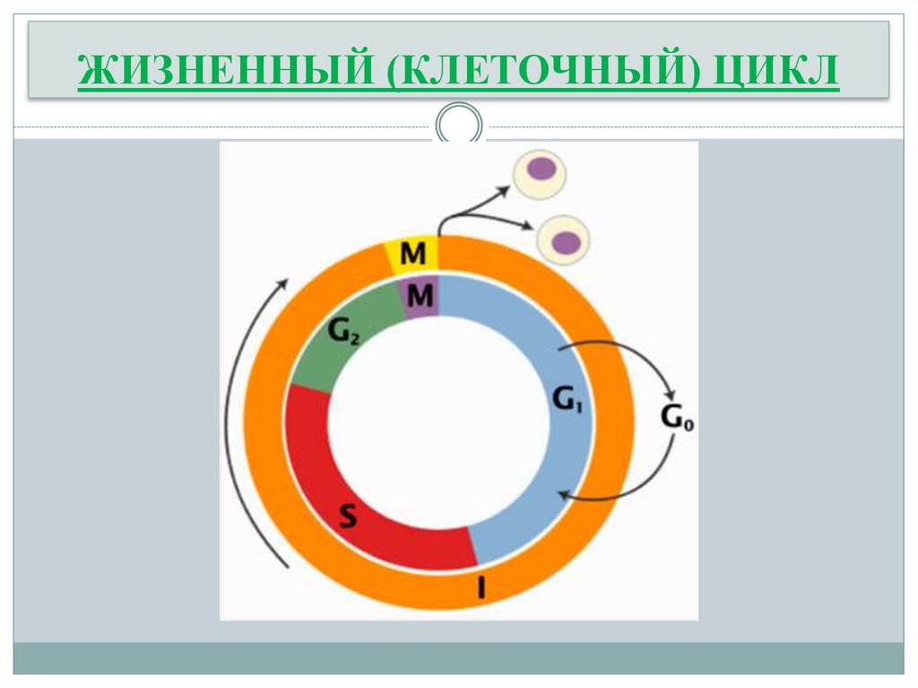 ЖИЗНЕННЫЙ (КЛЕТОЧНЫЙ) ЦИКЛ