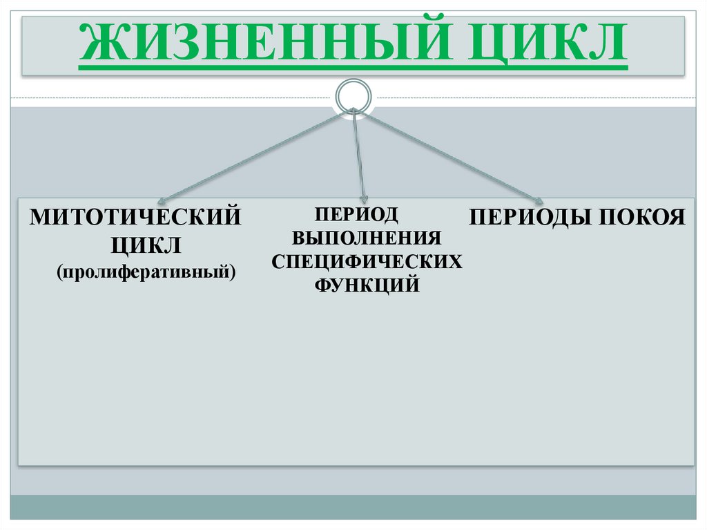 ЖИЗНЕННЫЙ ЦИКЛ