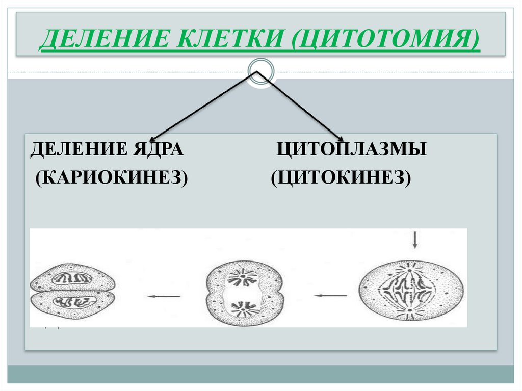 ДЕЛЕНИЕ КЛЕТКИ (ЦИТОТОМИЯ)