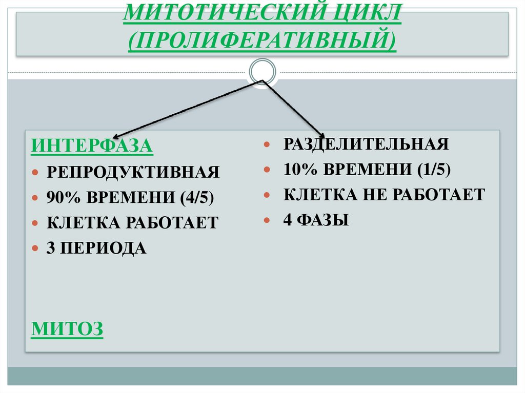 МИТОТИЧЕСКИЙ ЦИКЛ (ПРОЛИФЕРАТИВНЫЙ)
