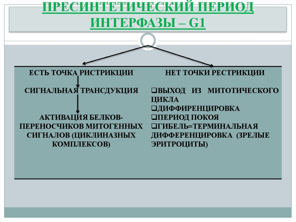 ПРЕСИНТЕТИЧЕСКИЙ ПЕРИОД ИНТЕРФАЗЫ – G1