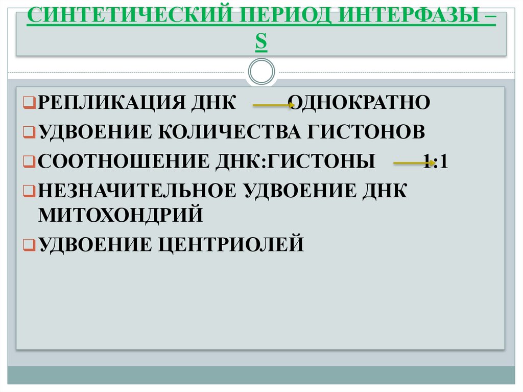 СИНТЕТИЧЕСКИЙ ПЕРИОД ИНТЕРФАЗЫ –S