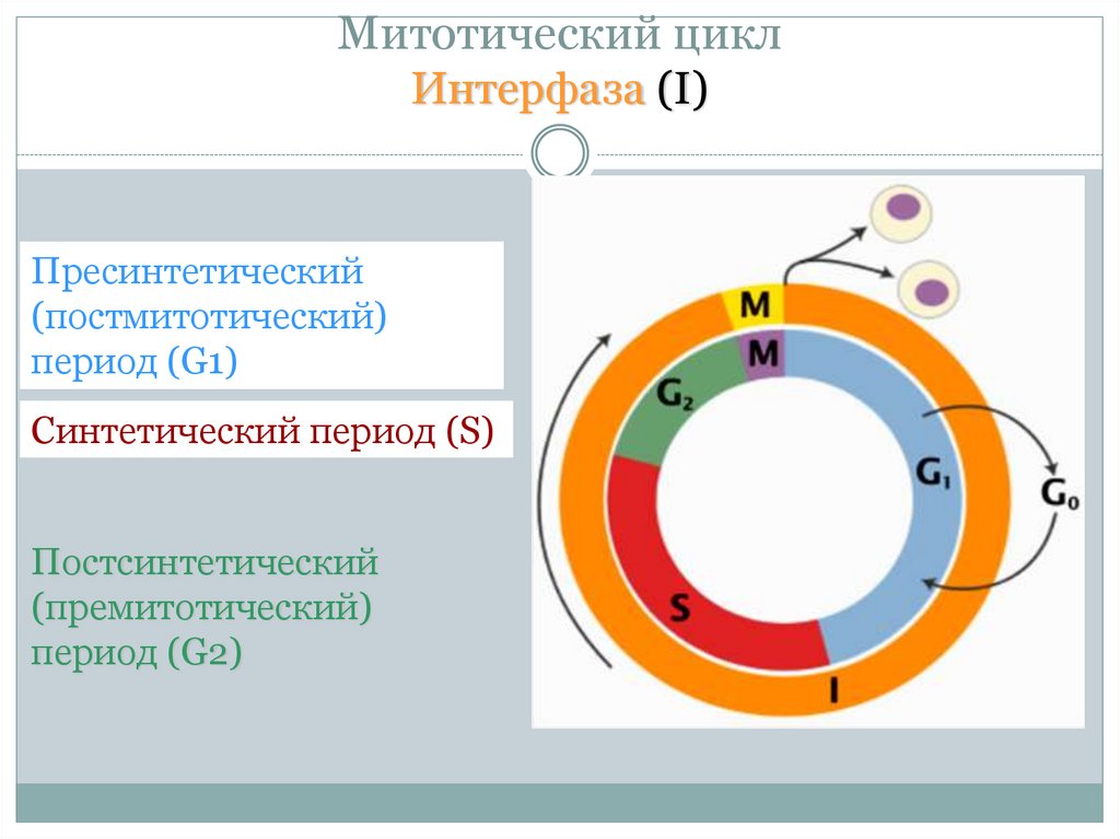 Митотический цикл Интерфаза (I)