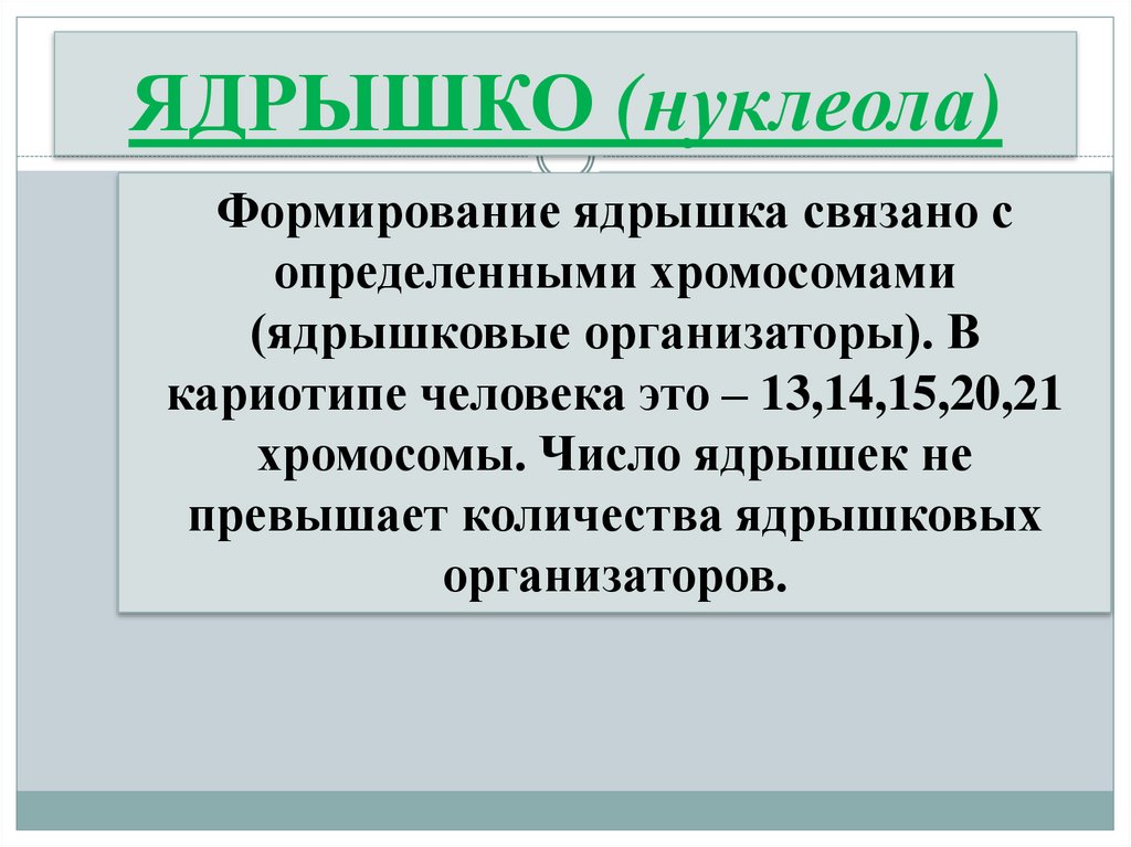 ЯДРЫШКО (нуклеола)