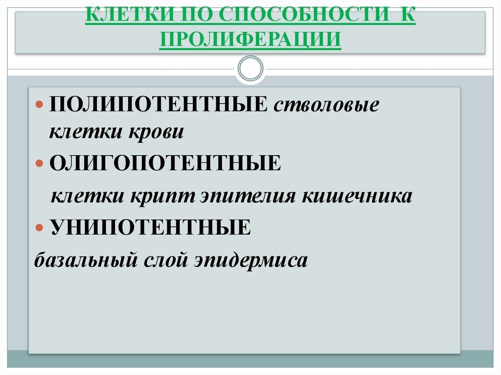 КЛЕТКИ ПО СПОСОБНОСТИ К ПРОЛИФЕРАЦИИ