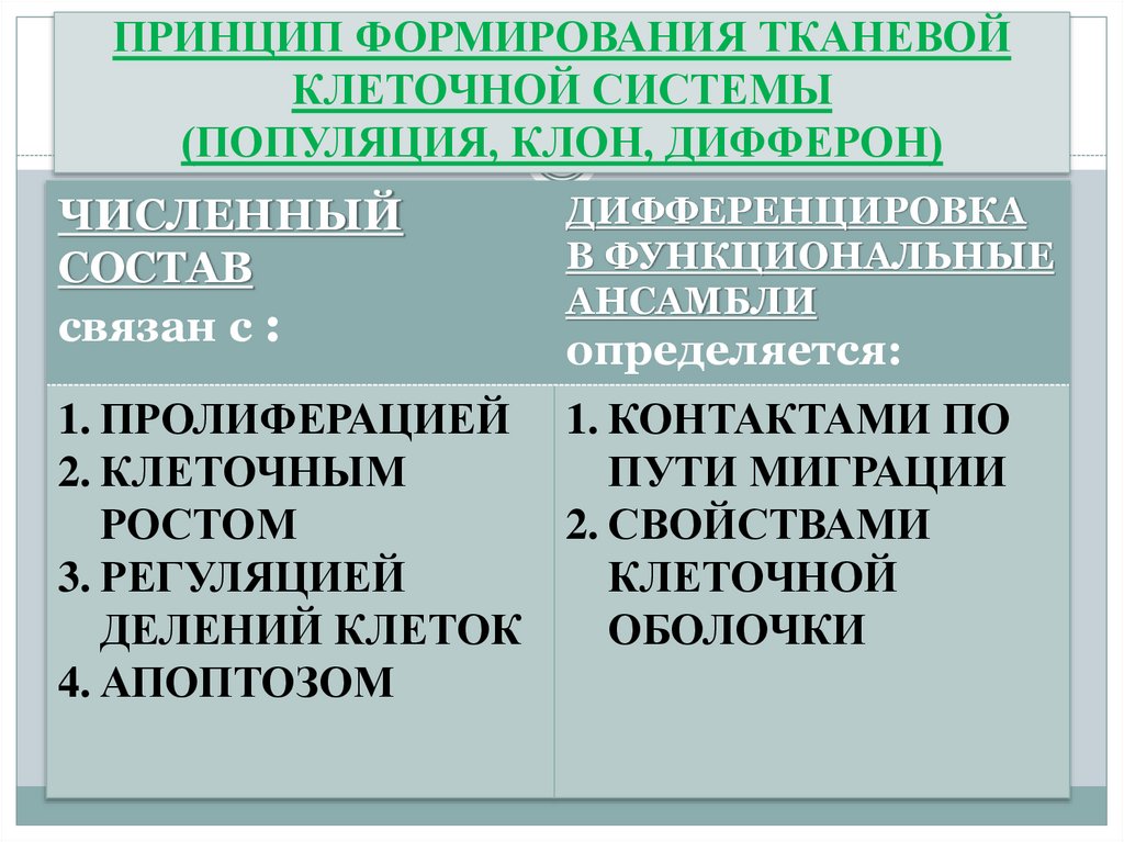 ПРИНЦИП ФОРМИРОВАНИЯ ТКАНЕВОЙ КЛЕТОЧНОЙ СИСТЕМЫ (ПОПУЛЯЦИЯ, КЛОН, ДИФФЕРОН)