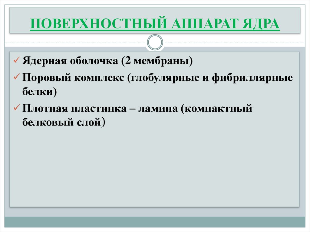 ПОВЕРХНОСТНЫЙ АППАРАТ ЯДРА