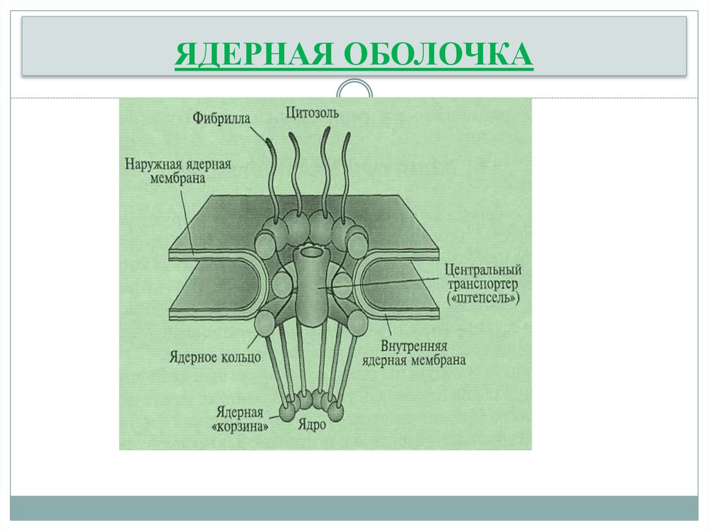 ЯДЕРНАЯ ОБОЛОЧКА