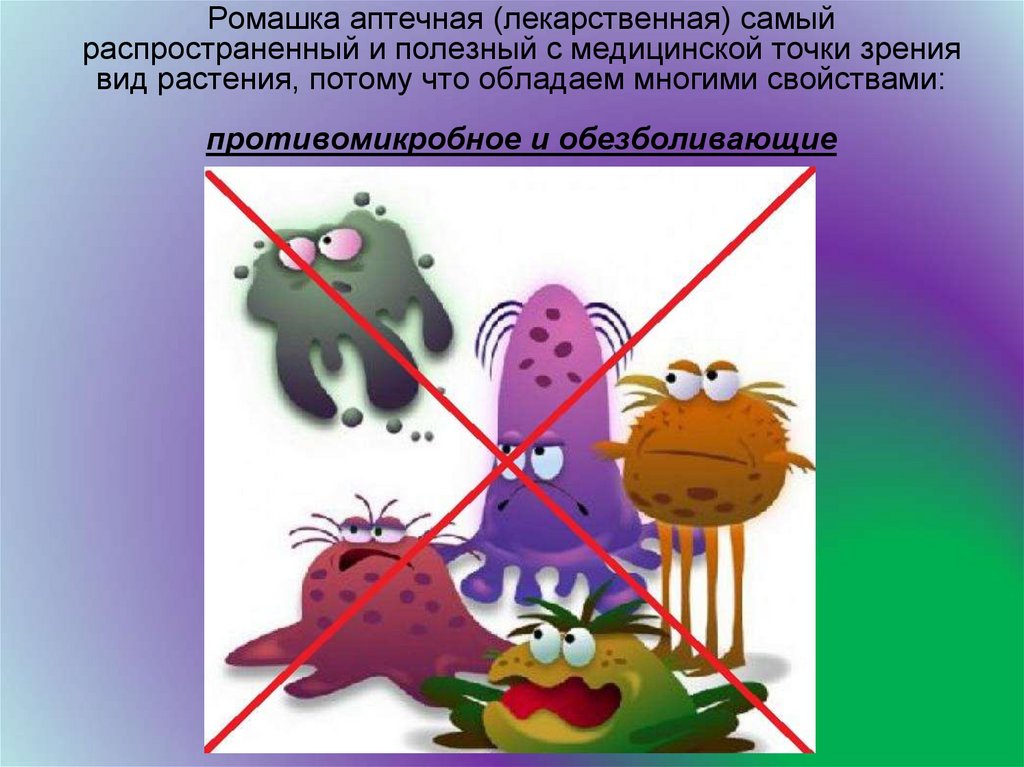 Ромашка аптечная (лекарственная) самый распространенный и полезный с медицинской точки зрения вид растения, потому что обладаем