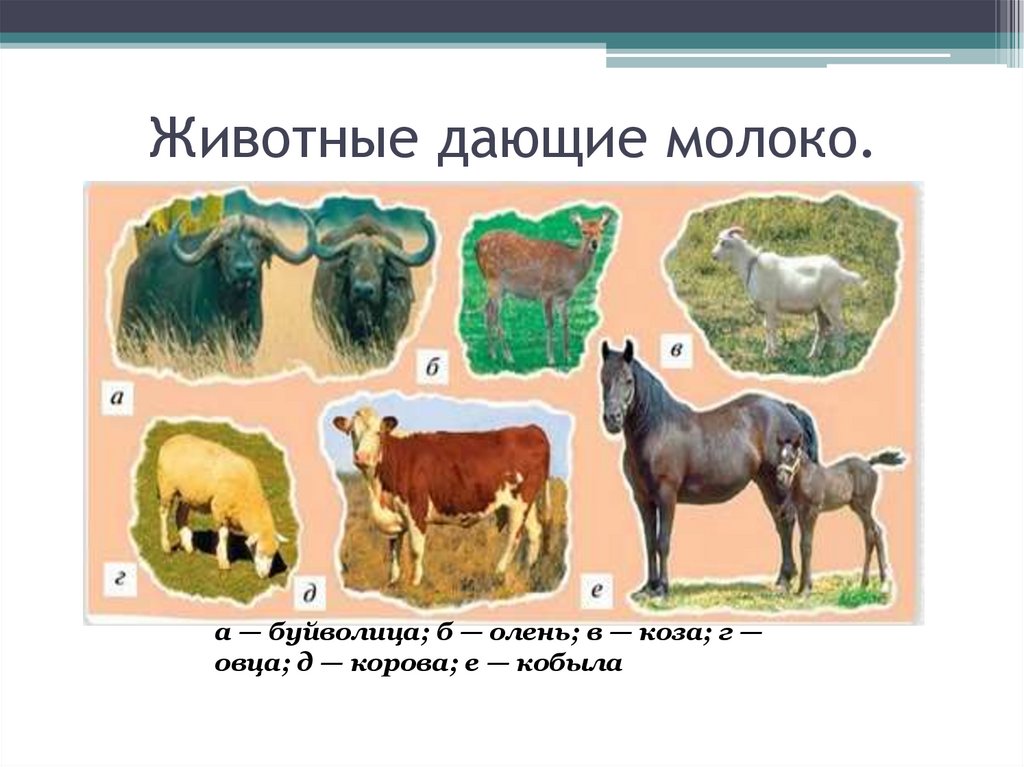 Животные дающие молоко.