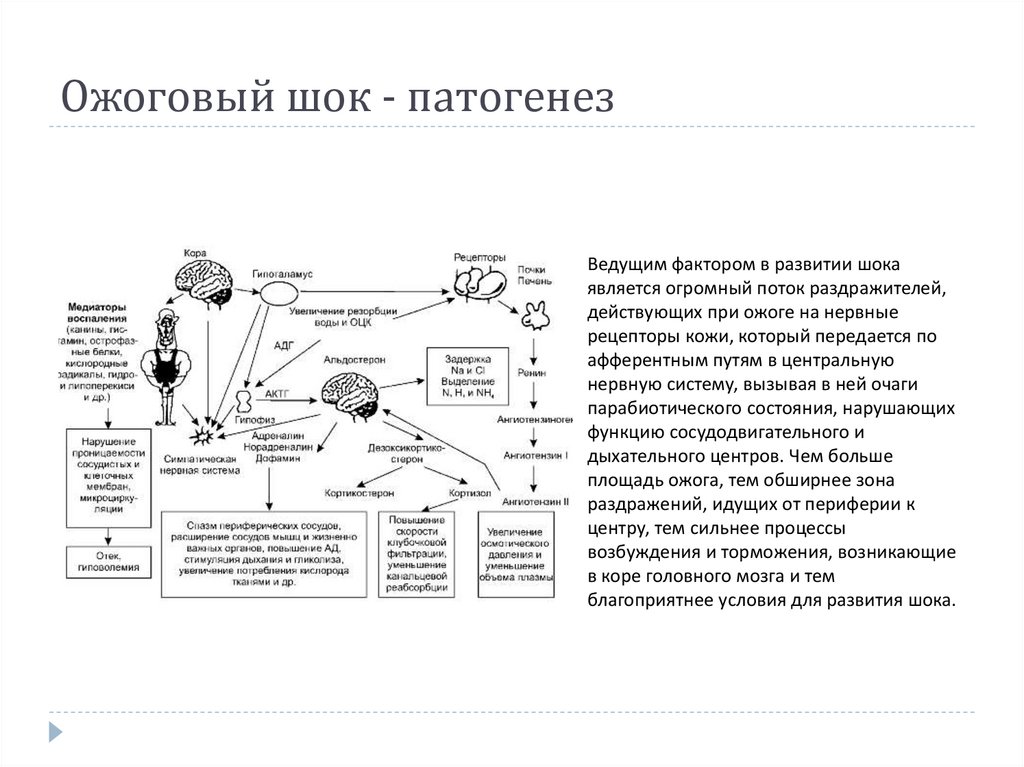 Ожоговый шок - патогенез