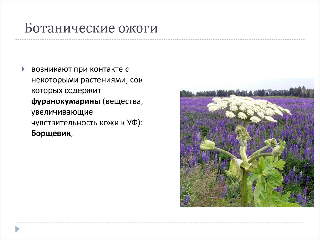 Ботанические ожоги