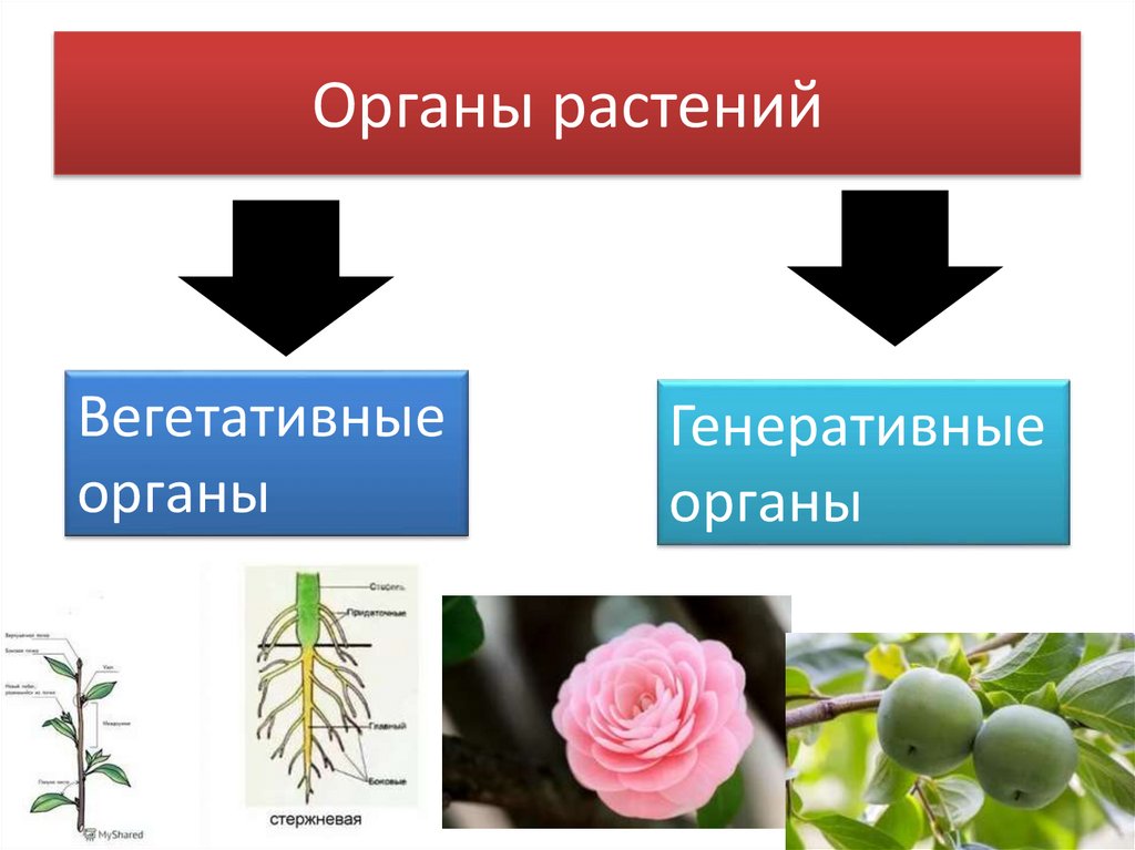 Органы растений