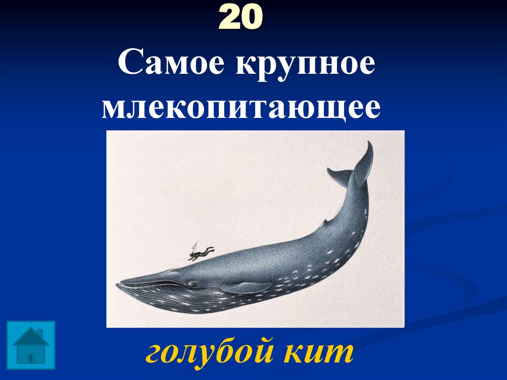 20 Самое крупное млекопитающее