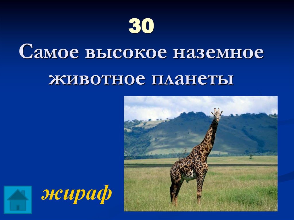 30 Самое высокое наземное животное планеты