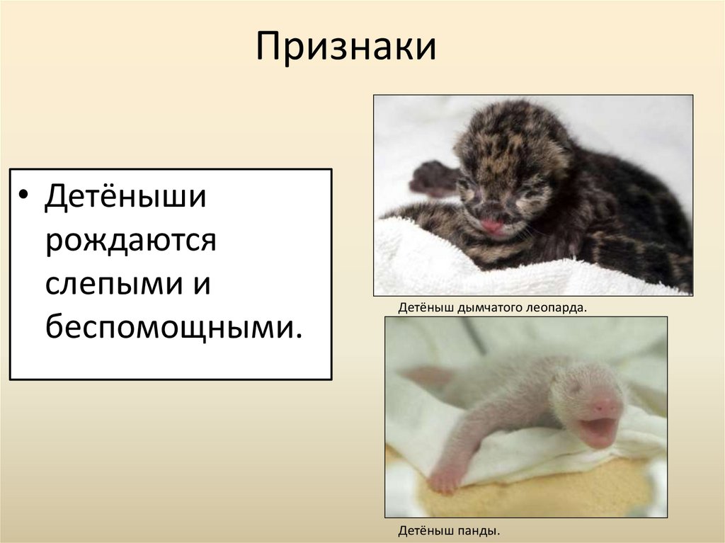 Детеныш млекопитающего рождаются. Детеныш млекопитающего рождаются