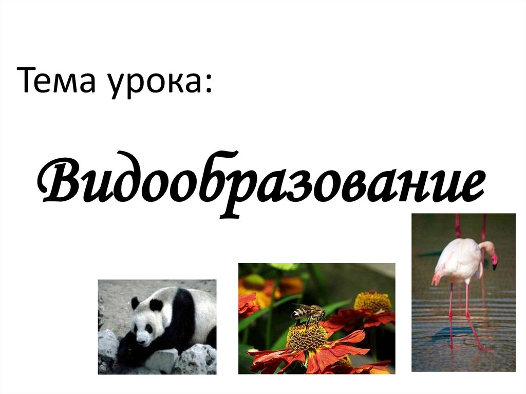 Видообразование