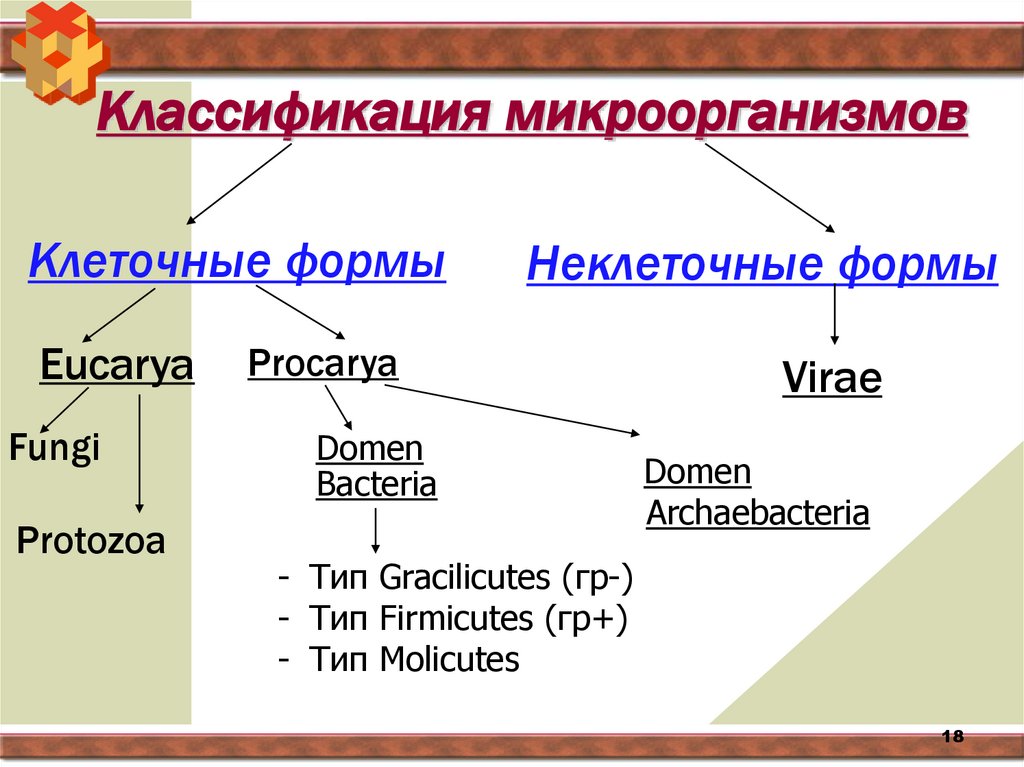 Классификация микроорганизмов