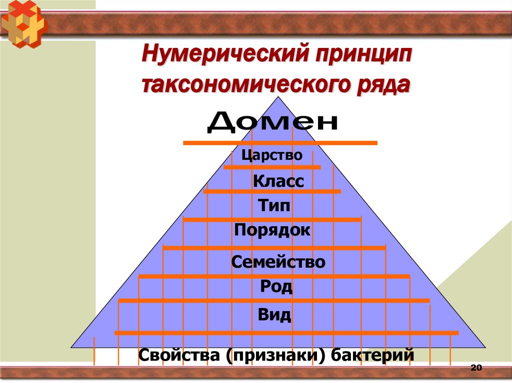 Нумерический принцип таксономического ряда