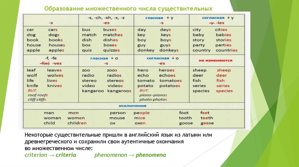 Образование множественного числа существительных