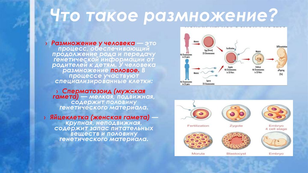 Что такое размножение?
