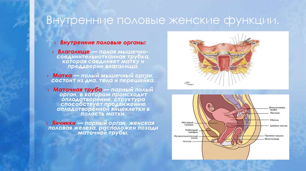 Внутренние половые женские функции.