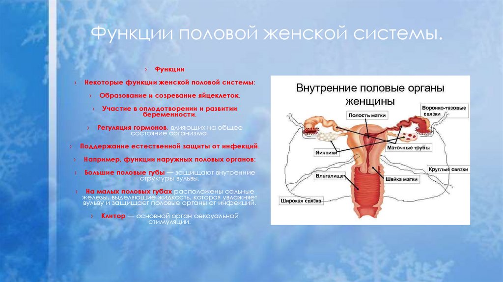 Функции половой женской системы.