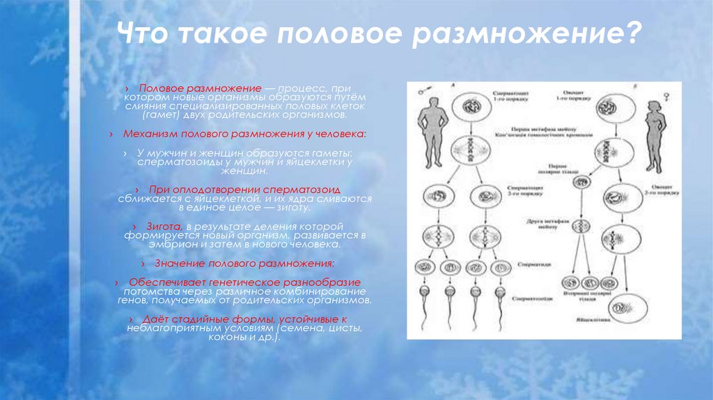 Что такое половое размножение?