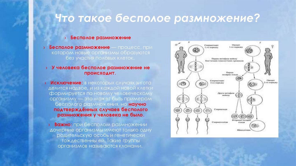 Что такое бесполое размножение?