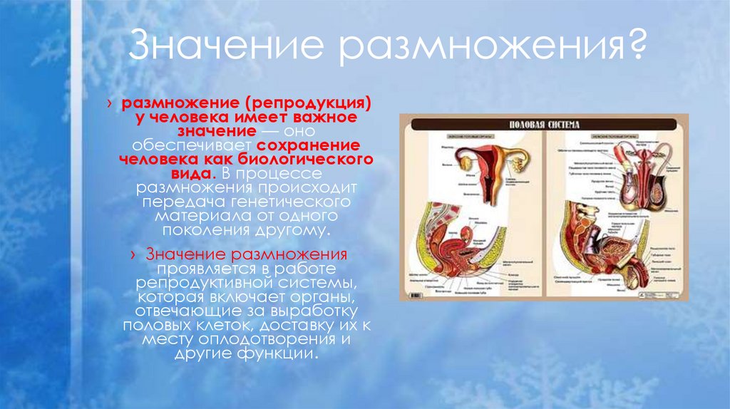 Значение размножения?