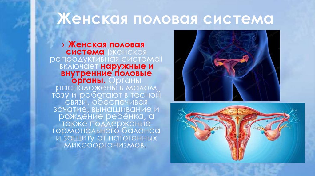 Женская половая система 