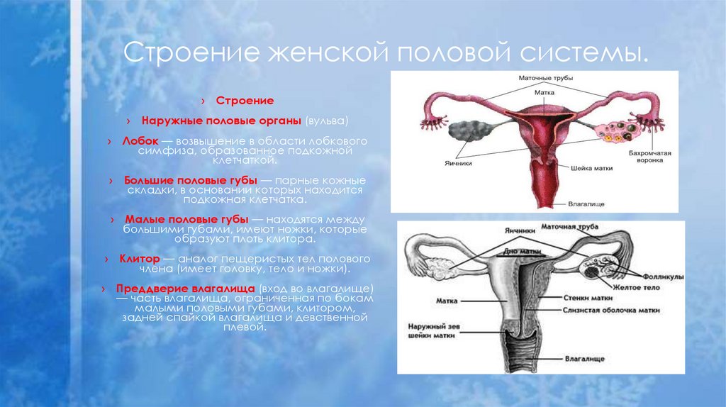 Строение женской половой системы.
