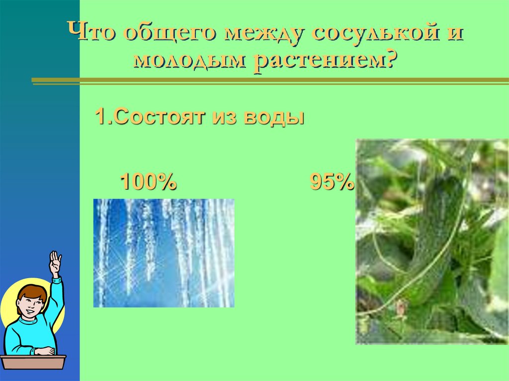 Что общего между сосулькой и молодым растением?