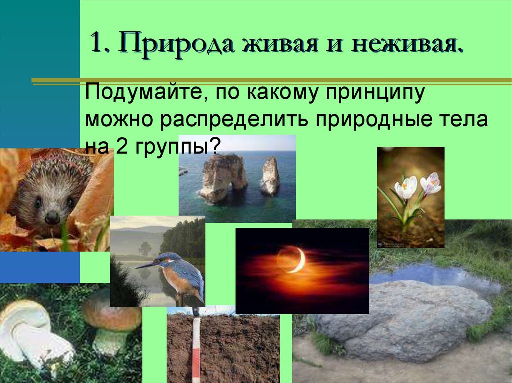 1. Природа живая и неживая.