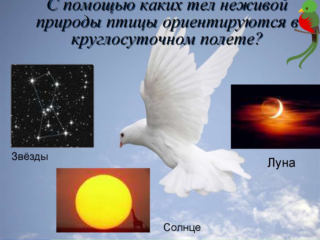 С помощью каких тел неживой природы птицы ориентируются в круглосуточном полете?