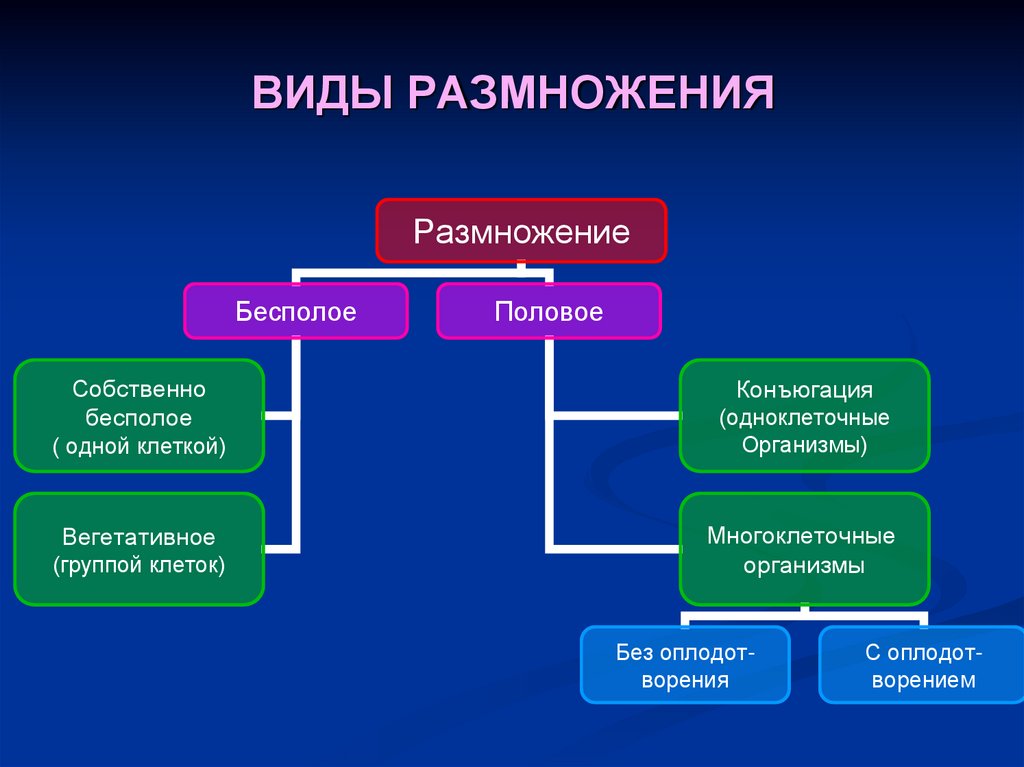 ВИДЫ РАЗМНОЖЕНИЯ