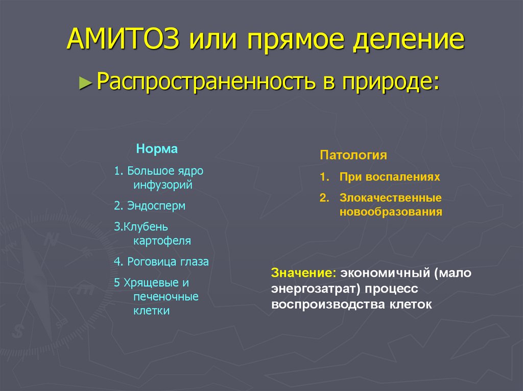 АМИТОЗ или прямое деление