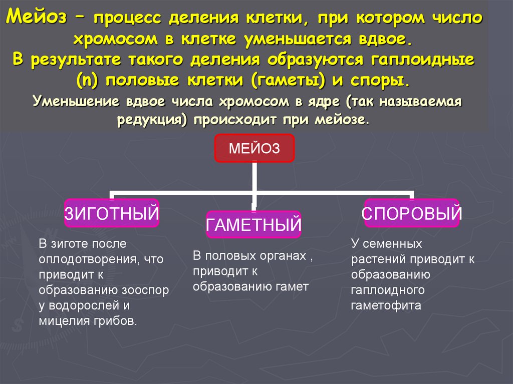 Мейоз – процесс деления клетки, при котором число хромосом в клетке уменьшается вдвое. В результате такого деления образуются