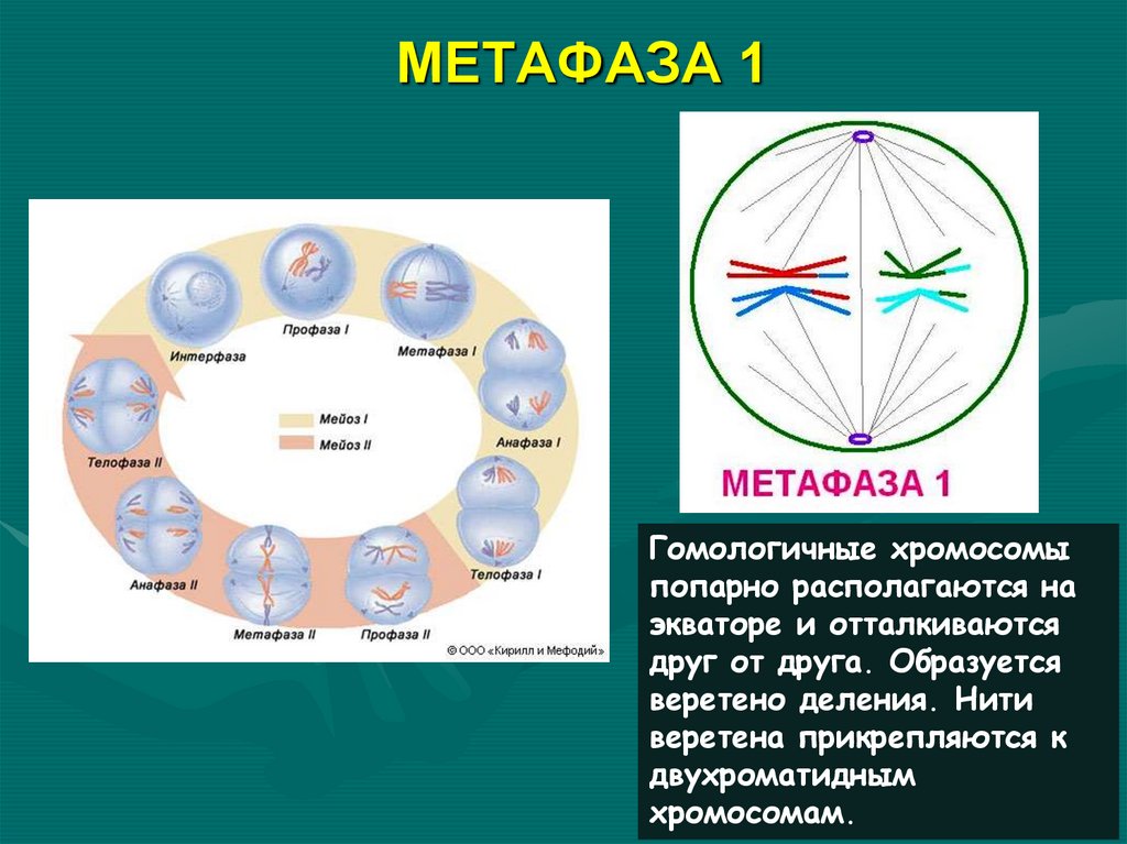 МЕТАФАЗА 1