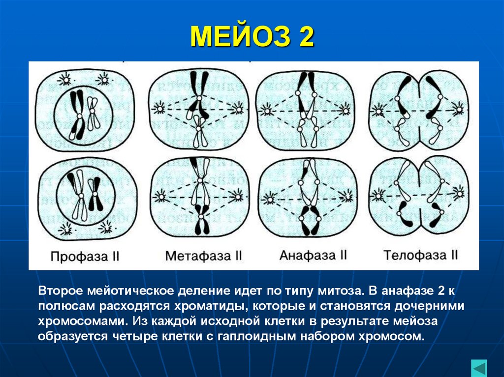 МЕЙОЗ 2